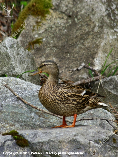 kačka