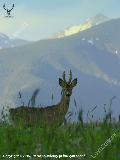 Srnček, v pozadí Západné Tatry