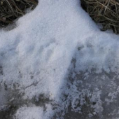 Medvedík sa prebudil.