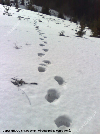 Macko 2009 , Poľana