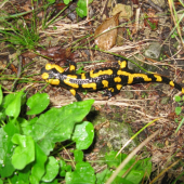 salamandra skvrnita