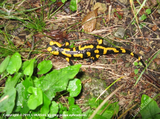 salamandra skvrnita