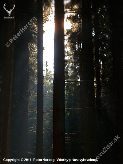 SUN BEHIND A TREE