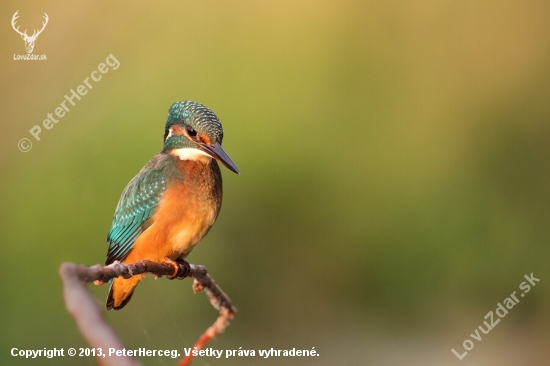 alcedo atthis