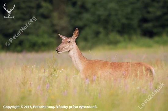 Cervus elaphus