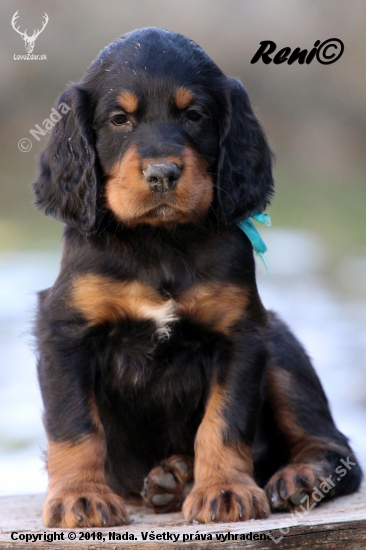 Gordon setter