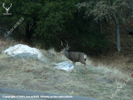 Spomienka na Seqoja park v Californii