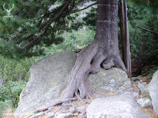 limba sediaca na skale