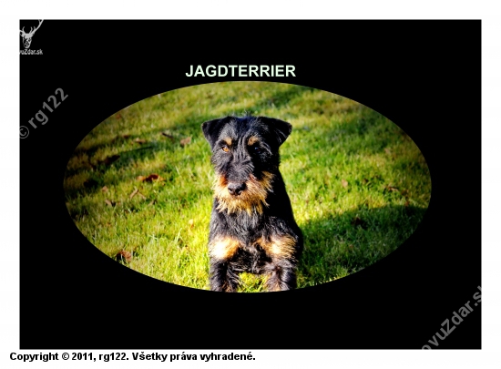 Jagdterrier