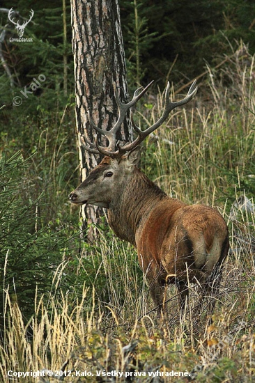 bočák - 12torák