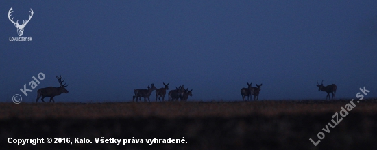 ranné brieždenie v ruji....