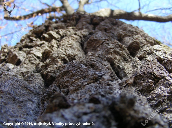 quercus cerris