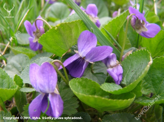 violka vonná (viola odorata)