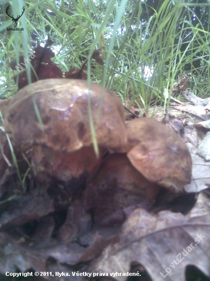 Hřib kovář (Boletus erythropus)