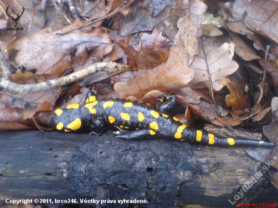 Salamandra