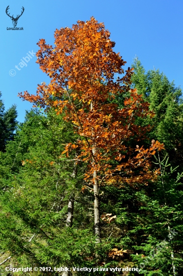 jeden taký obyčajný stromček