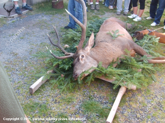 den sväteho huberta - jelen