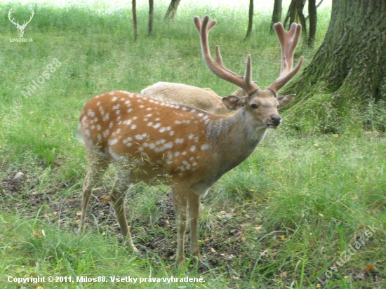 sika dybovského