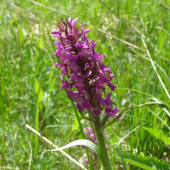 Dactylorhiza incarnata