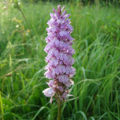 Dactylorhiza fuchsii