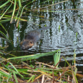 nutria