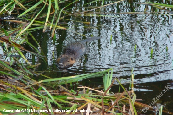 nutria