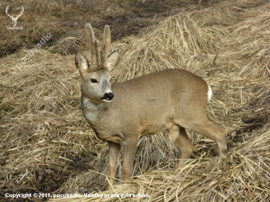 Mišo