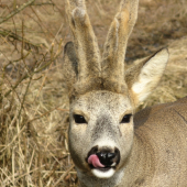 Mišo