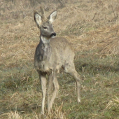 Mišo