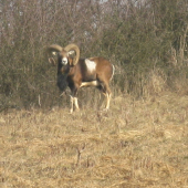 Muflón