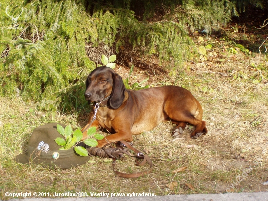 Betty,Jelenia Obora Orava