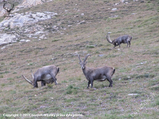 Kozorozce pod Monte Rosou