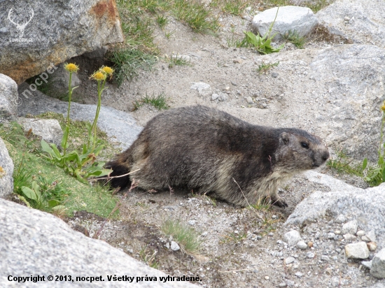 Marmota marmota