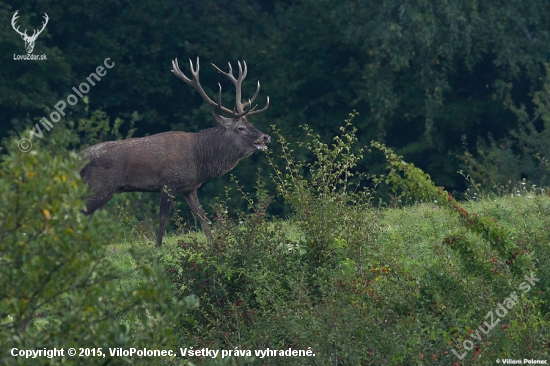 Ruja sa rozbieha