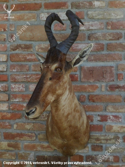 Hartebeest