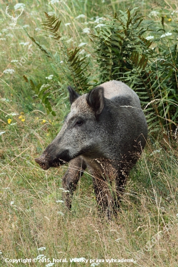 Ranná pohoda.