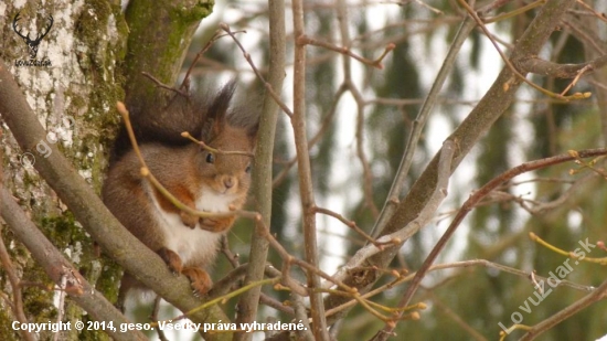 Veverička na lipe (Sciurus vulgaris)