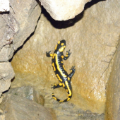 salamandra