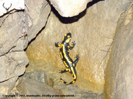 salamandra