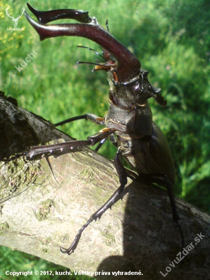 Roháč veľký / Lucanus cervus