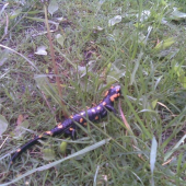 salamandra