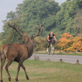 Richmond park