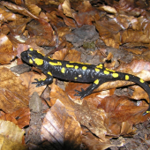 salamandra