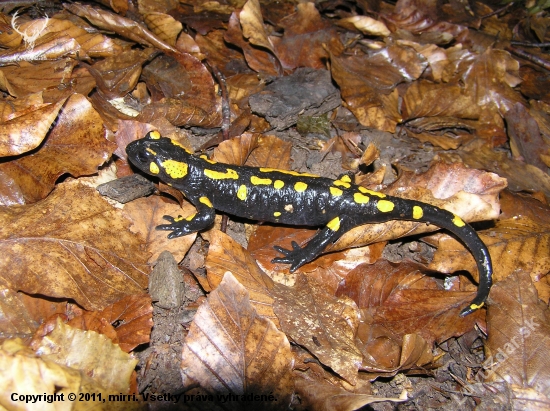 salamandra