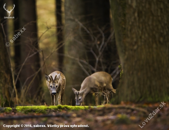 srnec lesný /Capreolus capreolus/