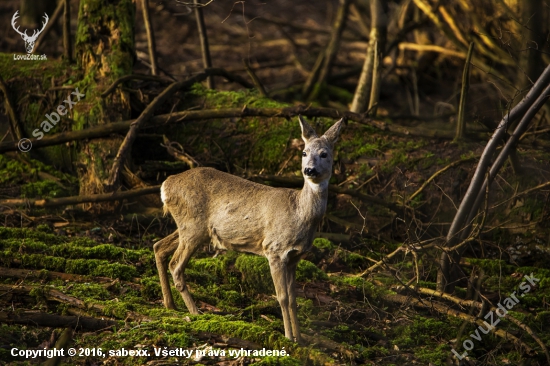 srna lesná /Capreolus capreolus/