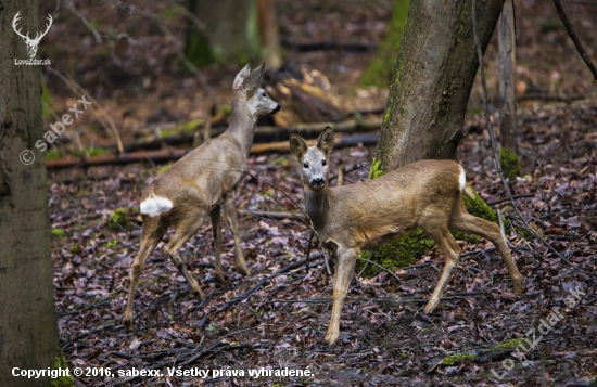 /Capreolus capreolus/