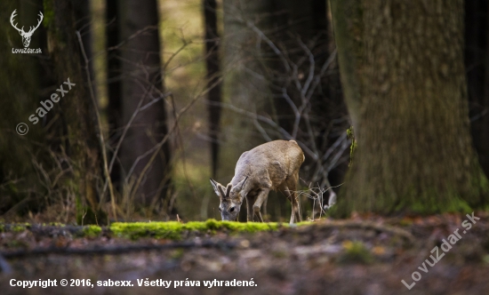 srnec lesný /Capreolus capreolus/