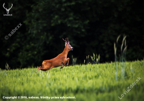 srnec lesný /Capreolus capreolus/