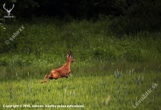 /Capreolus capreolus/